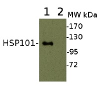 HSP101 | ClpB heat shock protein, N-terminal (rabbit antibody) in the group Antibodies Plant/Algal  / Environmental Stress / Heat shock at Agrisera AB (Antibodies for research) (AS07 253)
